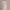 Women's Long Double-Breasted Teddy Faux Fur Winter Coat
